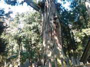 L^J̌F_Ђ̑吙̓eʐ^3