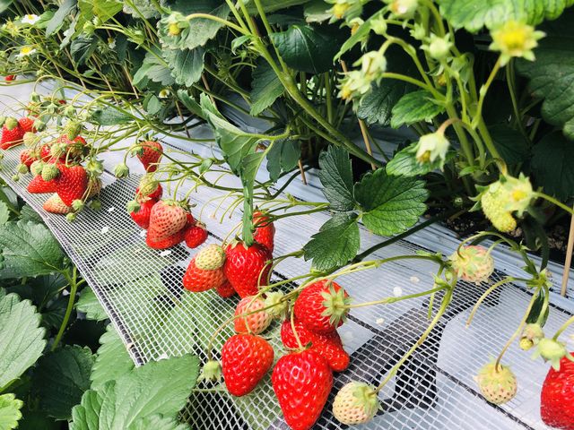 �C�`�S_�z�J�������{��_��