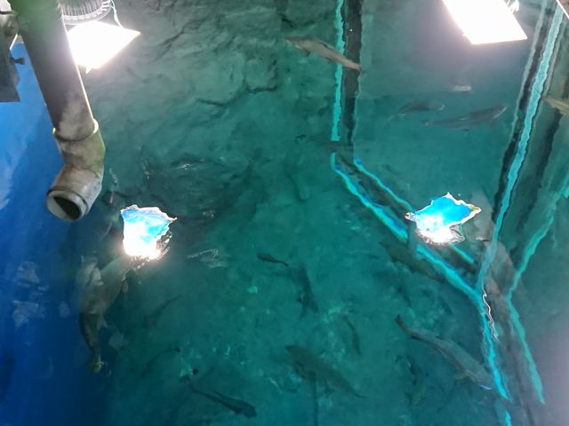 �o�b�N���[�h�c�A�[�ŉa���܂��̐����ʐ^�ł��B_�T�P�̂ӂ邳�Ɛ�ΐ�����