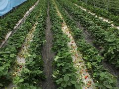 ���Ƃ݂񂳂�̑�J�t�@�[���ւ̓��e�ʐ^1