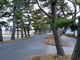 かほさんの旧東海道松並木（静岡県浜松市）の投稿写真1