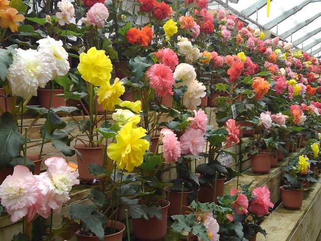 �n�E�X��t�̃x�S�j�A���A��_�����@�Ԃ��������