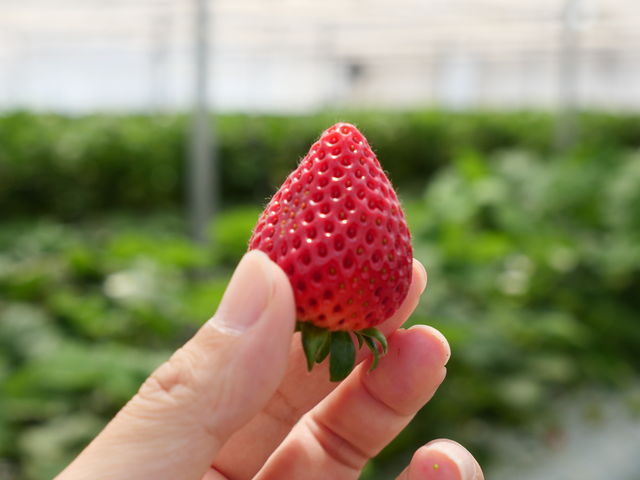 ͏B
ƂƑ傫Ȃ܂B_䕂̎ԁ@Ђܔ_