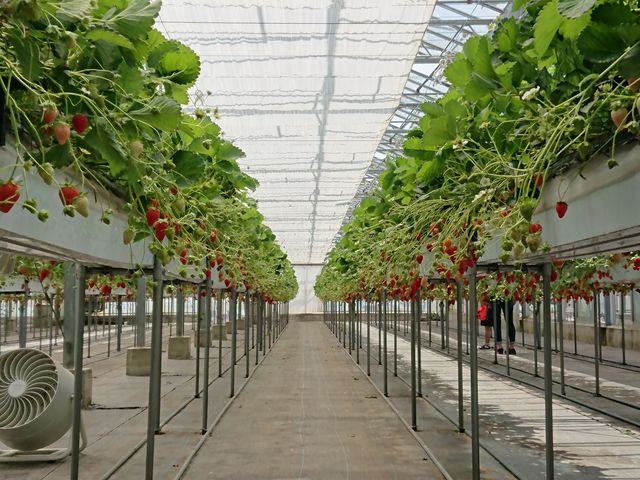 ��������̃C�`�S�B��������ł����B_�咆�_���C�`�S��