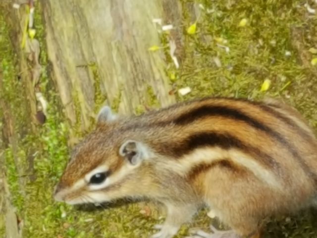 �^���ǂ���΁A�V�}���X�ɉ�܂�_�~�R����