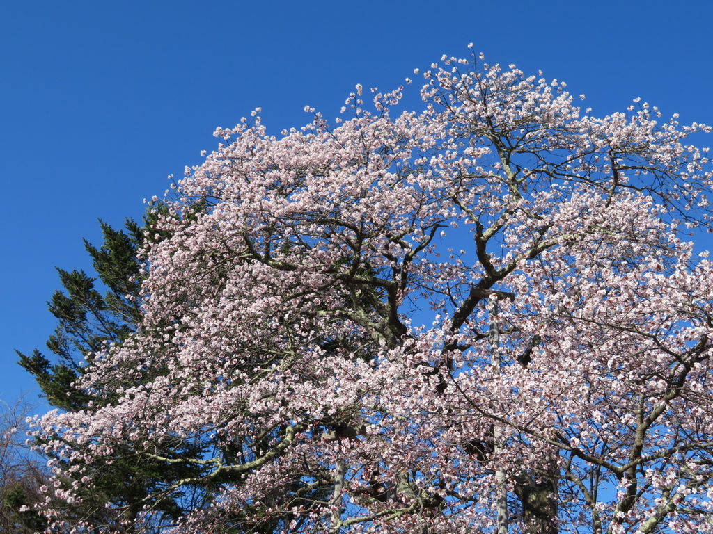 北海道の桜 芝桜の名所27選 桜の開花見頃予想も 春のお花見に 2 じゃらんnet