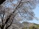 坊ちゃんさんの長瀞の桜の投稿写真1