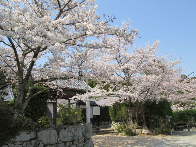 桜_桃林寺