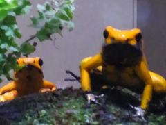 �~�����N�b�L�[�����Kawazoo �̊��^�J�G���قւ̓��e�ʐ^1