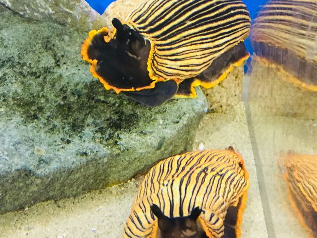 �N�₩�ȃE�~�E�V_���֎s�������̂��������فE�C����