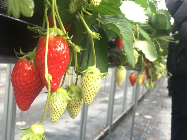 ��ɂ��Y���[�b�ƐԂ�䕂������Ă��܂����B_���}��������