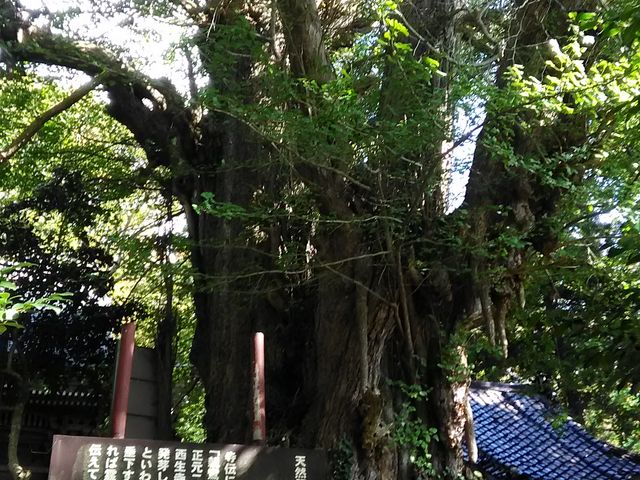 西生寺の大銀杏_西生寺の大銀杏