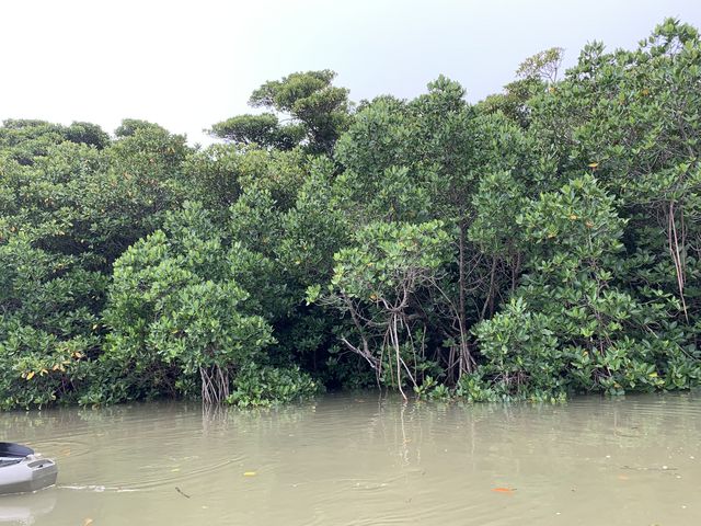 マングローブの中に、可愛い赤い鳥が居ました。_OHCUS石垣島