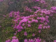 ݂ۂ񂳂̐同̃~}LV}Ex̃~}LV}̓eʐ^1