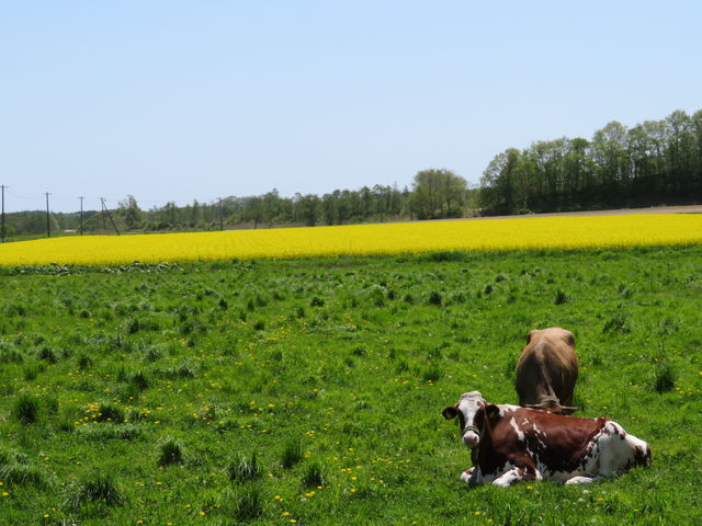 ������ƍ؂̉�_�������̍؂̉Ԕ�