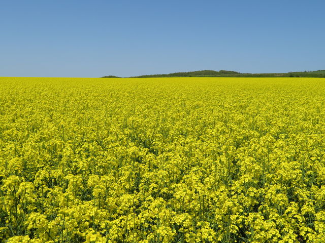 �؂̉ԂƐ�̑Δ�_�������̍؂̉Ԕ�