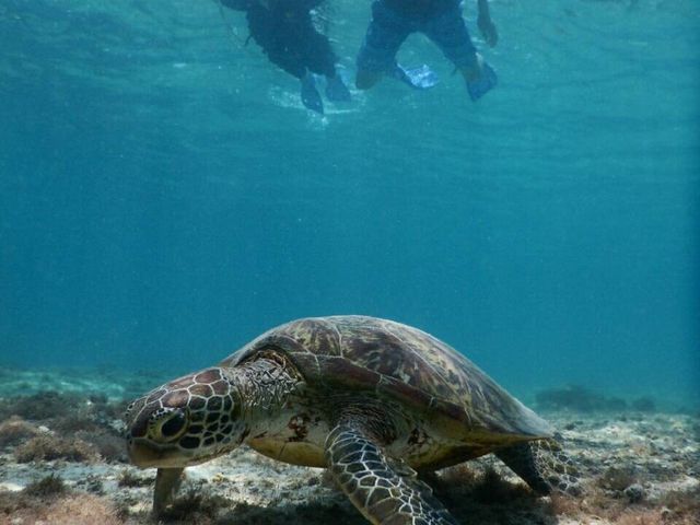 �쐶�̃E�~�K���̎p�Ɋ����I_SEA ENJOY