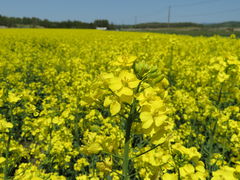 安平町の菜の花畑の写真一覧 じゃらんnet