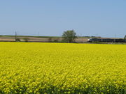 yosshÿ̍؂̉Ԕ̓eʐ^4