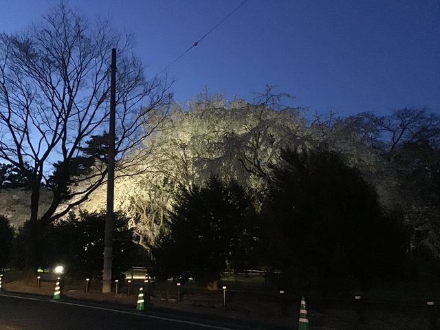 敷島公園の桜 アクセス 営業時間 料金情報 じゃらんnet