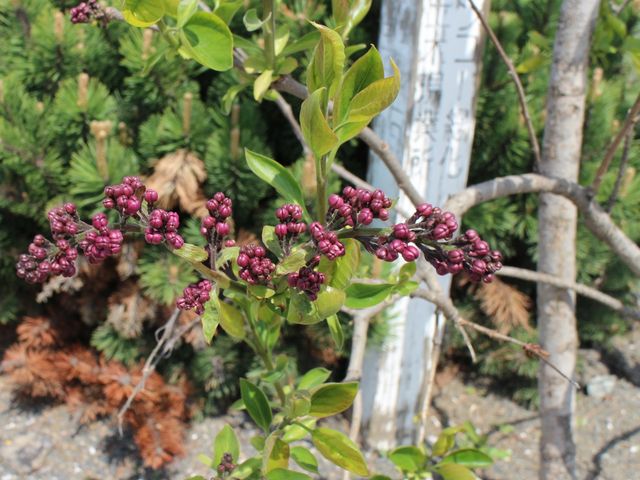 񂳂̃Iz[cNEX̓eʐ^5