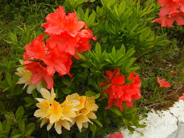 ~nQl@YȉԂ炢Ă܂B_ΒY