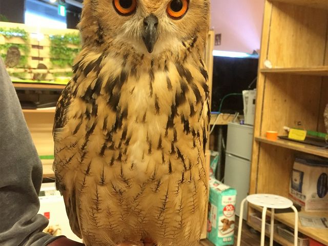 \zĂ傫I_ANAtHXg@-̐X-