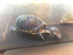 Ji񂳂Shop&CafeW̓mւ̓eʐ^2