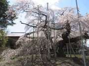 Ⴝ낤̗P̃V_UN̓eʐ^1