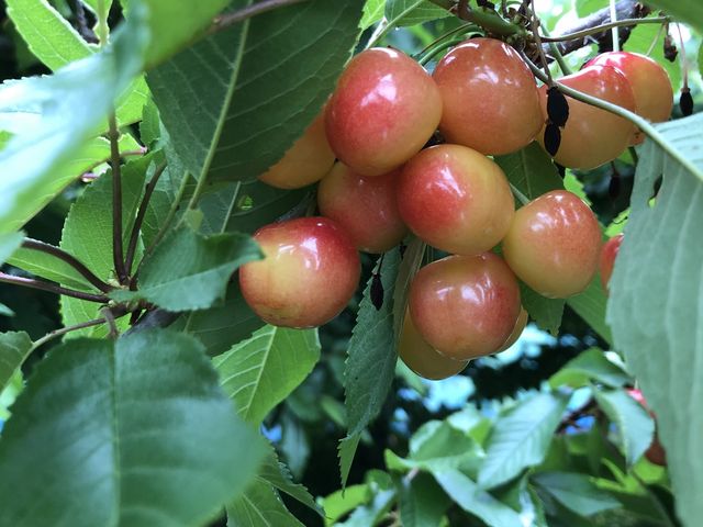 �����݂̗� �l�G�̉�_�����݂̗��@�l�G�̉�