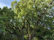 maki����̏�J�̑�N�X�̓��e�ʐ^4