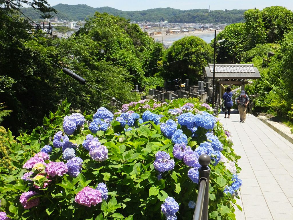 藤沢駅周辺の動 植物ランキングtop10 じゃらんnet