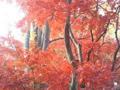 ���[����̌��������i���ቀ�j�ւ̓��e�ʐ^1