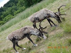 幌延町トナカイ観光牧場の口コミ一覧 じゃらんnet