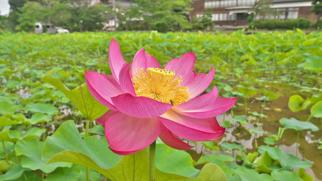 大江(京都府)駅周辺の動物園・植物園ランキングTOP10 - じゃらんnet