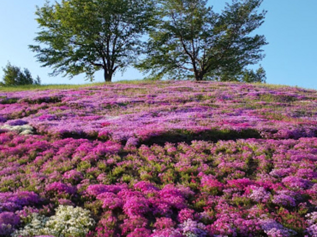 ��[�������Ⴄ�ƃ_���ł����i�΁A���ڂ����Y��ł��i�΁I_�Õʒ��Q�P���I�̐X