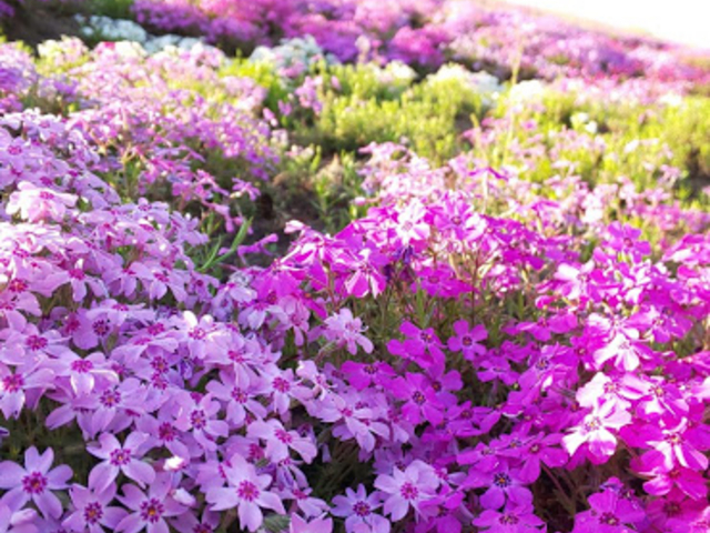 �s���|�C���g�Ō���̂��Y��ł��O�O_�Õʒ��Q�P���I�̐X