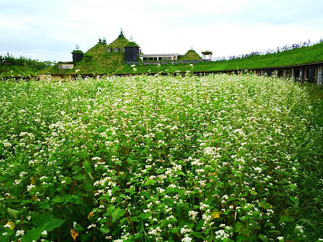 ����_���R���[�i �ߍ]����