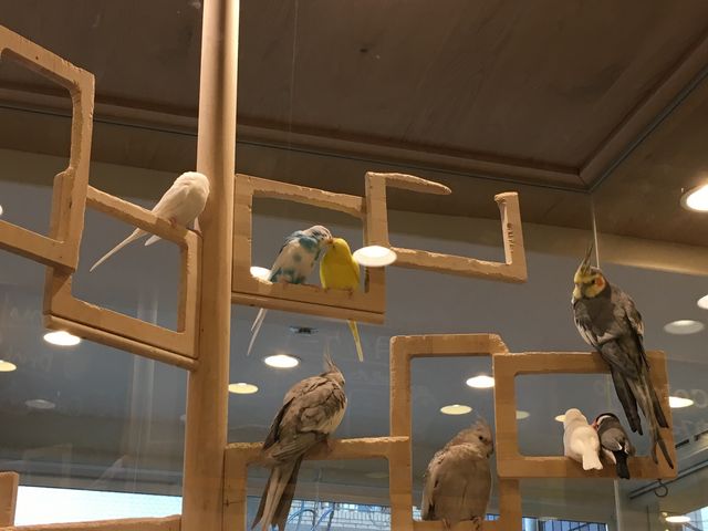 ���킢���ł���_���Ƃ�J�t�F�S�֋�