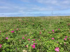 はまなすの丘公園の口コミ一覧 じゃらんnet