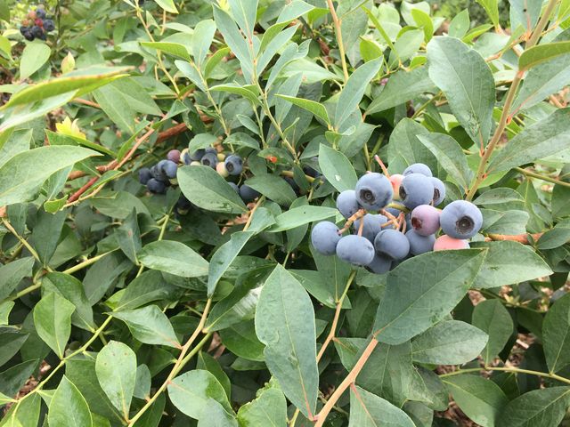 �u���[�x���[_���ʂ���ӂ��[��