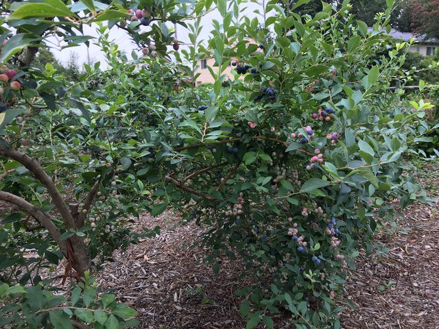 �u���[�x���[_���ʂ���ӂ��[��