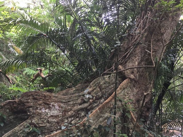 ���R�̒����g���b�L���O_���\�������X�[��