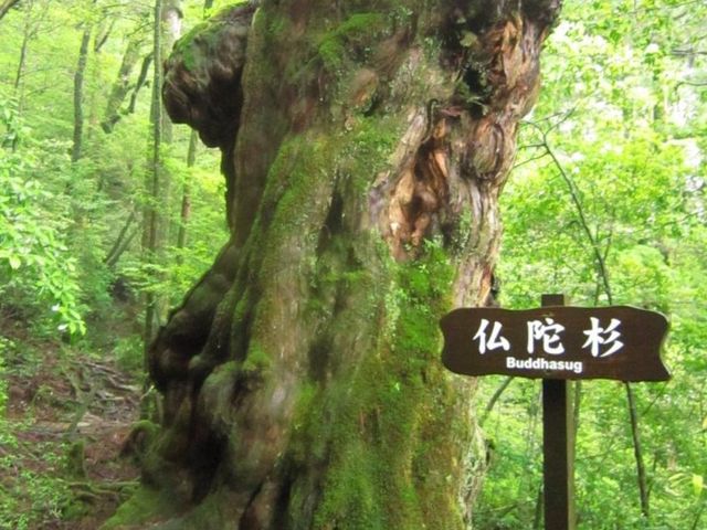 ���ɐ�_���N�X�M�����h