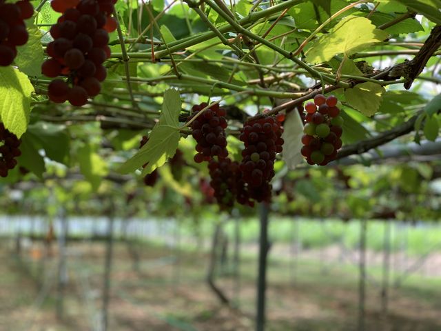 �u�h�E���I_�݂Ȃ��݃t���[�c�����h���M�g�[��