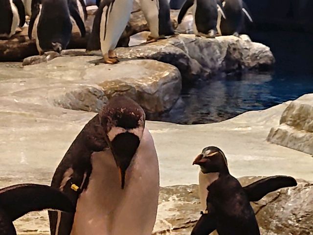 �n�[�A�n���Z���{���A�t�O�����������ł��B_���֎s�������̂��������فE�C����