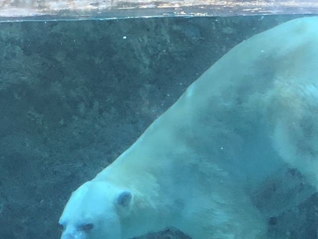 �ǂڂ��_���R������