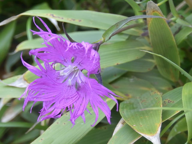 daniyamȃ猬x̓eʐ^6