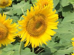 }[`̒ÓЂ܂Lւ̓eʐ^1