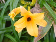 daniyamȃ猬x̓eʐ^4